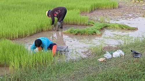 paddy field