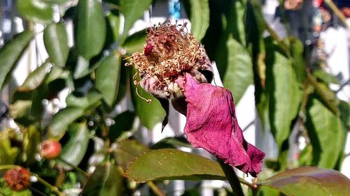 Close-up of flower growing on tree