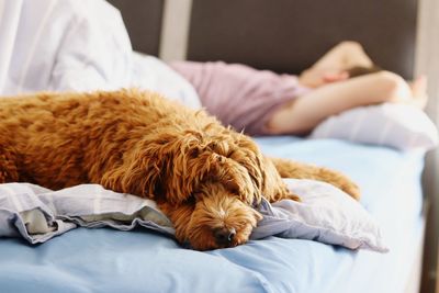 Close-up of dog sleeping on bed at home