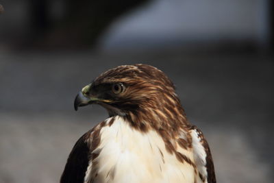 Close-up of eagle