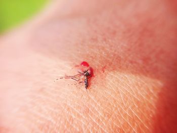 Close-up of insect on hand