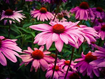 Close-up of pink flowering plants