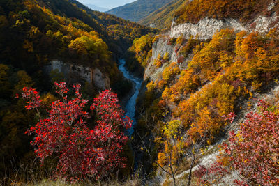 Scenic view of river amidst trees in forest