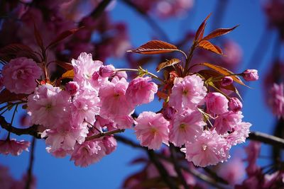 Close-up of pink cherry blossoms