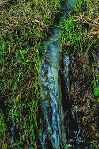 Plants growing in water