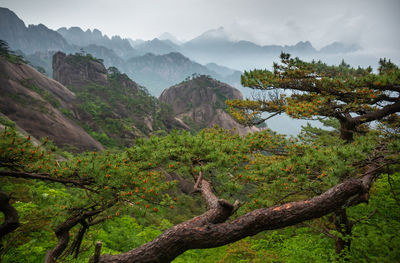 Scenic view of trees and mountains against sky