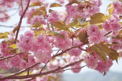 Close-up of pink flowers on branch