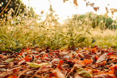 Close-up of fallen maple leaves on field