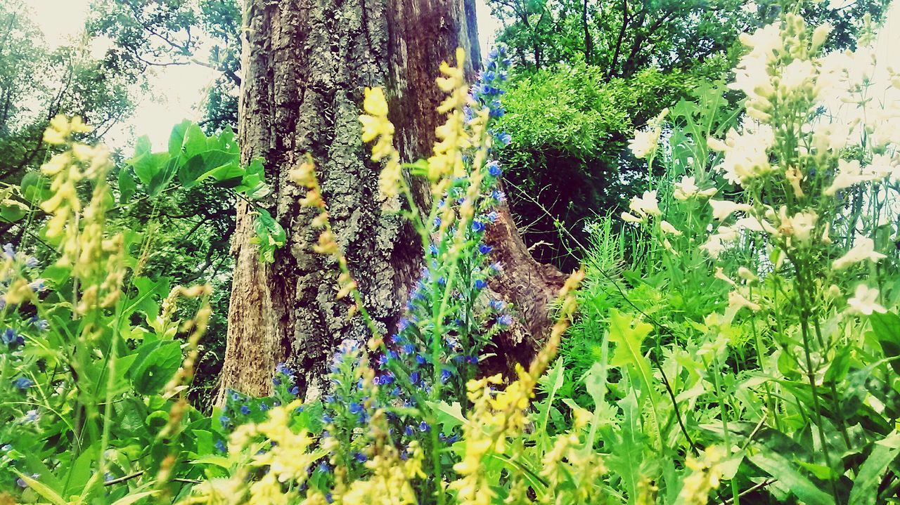 growth, plant, green color, nature, beauty in nature, growing, leaf, freshness, tree, tranquility, green, field, flower, close-up, day, sunlight, outdoors, no people, botany, cactus