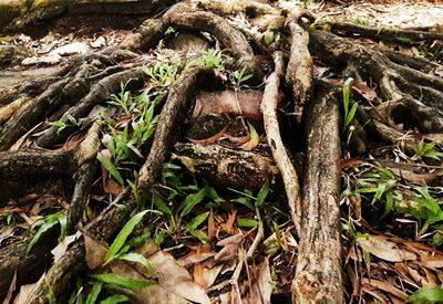 Close-up of dead tree in forest