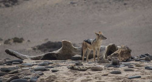 View of an animal on rock