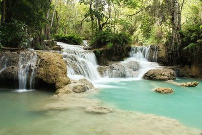 Scenic view of waterfall in forest