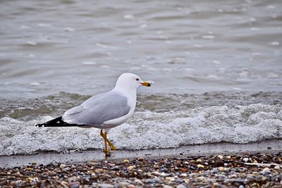 Close-up of seagull on beach