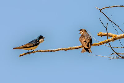 Low angle view of tree swallows perching on branch against sky
