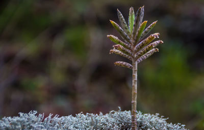 Close-up of frost on plant during winter