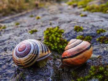 Close-up of snail