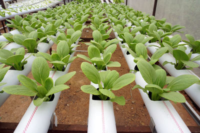 High angle view of potted plants