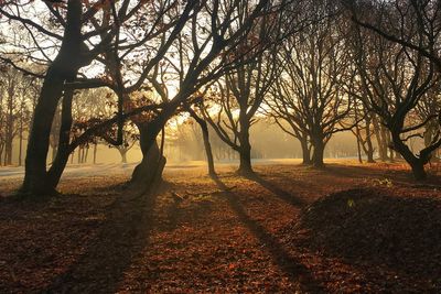 Bare trees on field during autumn