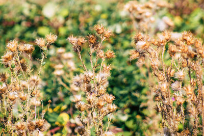 Close-up of flowering plants on field