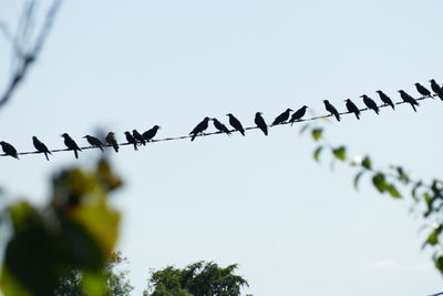 Low angle view of birds on barbed wire against sky