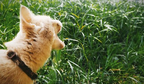 Close-up of a cat lying on grass