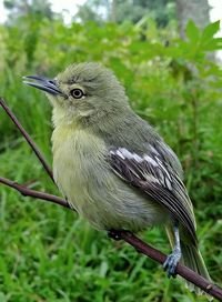 Close-up of bird perching on tree