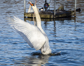 Swans swimming in lake