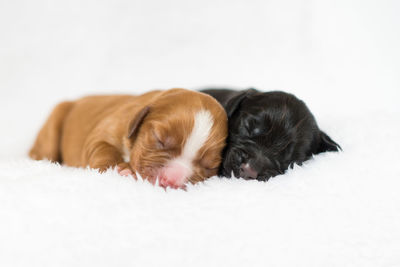 Close-up of puppy relaxing on white background