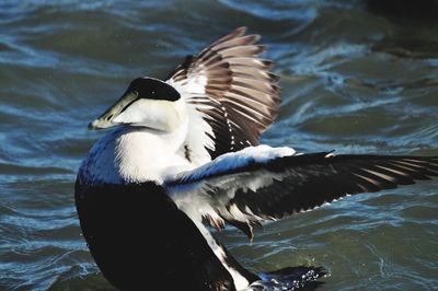 Bird flying over lake