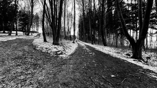 Road amidst trees in forest