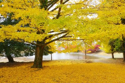 Trees in autumn