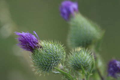 Close-up of bumblebee on purple flower