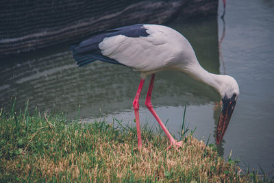 View of bird on lakeshore