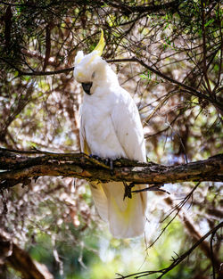 Low angle view of bird perching on tree