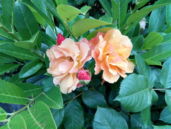 Close-up of flowering plant in park