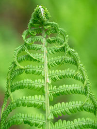 ferns and horsetails