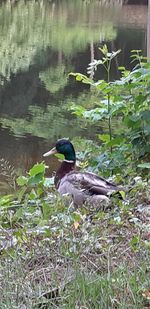 Bird perching on a lake