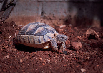 Close-up of turtle on field