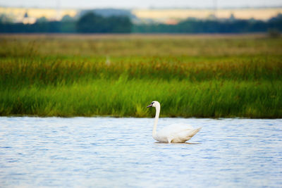 Swan in a lake