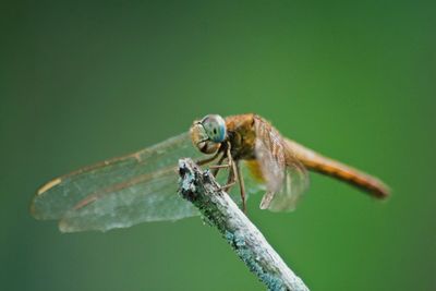 Close-up of dragonfly on plant