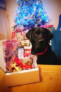 Portrait of dog at home