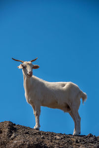 Low angle view of giraffe against clear sky