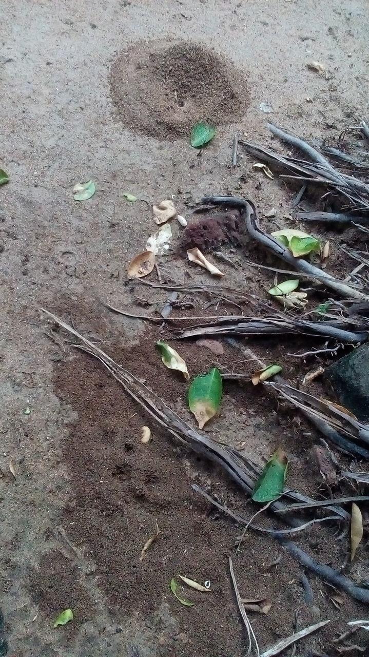 HIGH ANGLE VIEW OF LEAVES ON GROUND