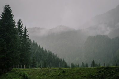 Scenic view of forest against sky