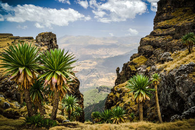 Scenic view of palm trees on rock against sky