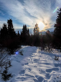 Trees on snow covered landscape