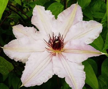 Close-up of pink flower
