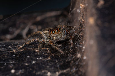 Close-up of spider