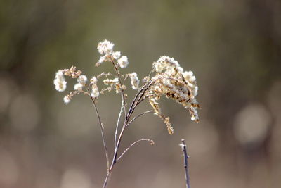 Close-up of white flowering plant on field