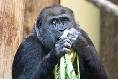 Close-up of monkey eating vegetable